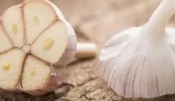 14 tipos de cáncer y 13 de infección que mata el ajo. ¿Por qué los médicos no lo recetan?