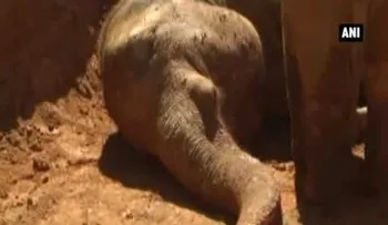 Conmovedor: Un pequeño elefante se resiste a abandonar a su madre muerta (VIDEO)