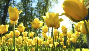 La primavera es del 21 de marzo al 22 de junio, donde la gente se enamora más y aumenta la felicidad