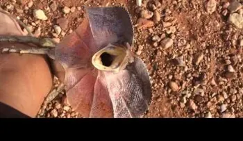 Un lagarto ataca a un turista como en la película Parque Jurásico (VIDEO) 