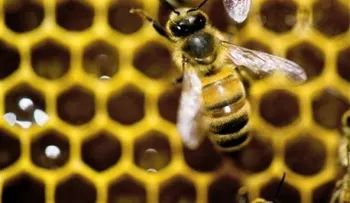 Hombre de 84 años sufre 2.000 picaduras de abeja 