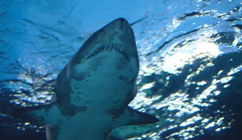 ¿Qué hacer si un tiburón te ataca? Estos son los pasos para defenderte (y sobrevivir)