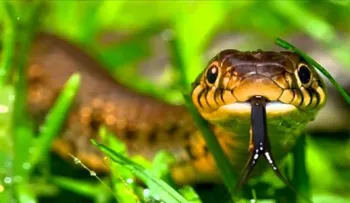 Soñar con víboras: interpretación de sueños con serpientes