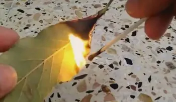 Simplemente quemar una hoja de laurel en su casa. ¿La razón? usted querrá probar este truco después de leer esto!