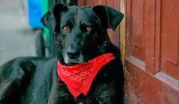â??Matapacoâ??, el perro revolucionario que no se pierde una protesta en Chile