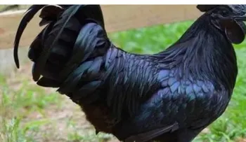 Un gallo totalmente negro genera controversia (súper extraño)