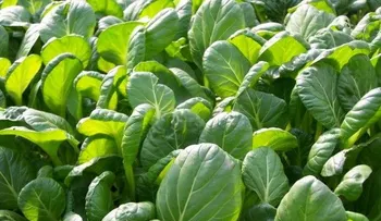 Beneficios de comer espinacas