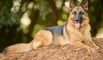 El pastor alemán, una de las razas caninas más protectoras