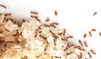 Cómo deshacerse de las hormigas de azúcar para siempre