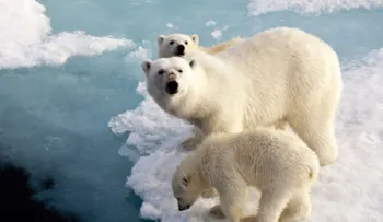 La Antártida está ganando más hielo del que ha perdido, dice nuevo estudio de la NASA