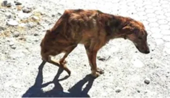 El perro abandonado en el desierto, con la columna rota, llegó hasta la chica, que le salvó la vida