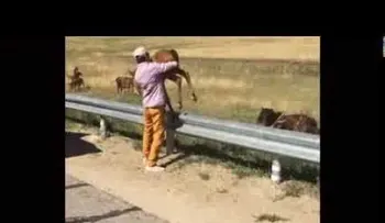Un hombre hizo algo por este caballito que se hizo viral (VIDEO)