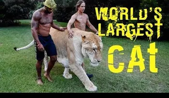  Un impresionante tigre es el felino más grande del mundo