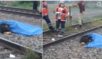 El conmovedor gesto de un perro negado abandonar su dueño, arrollado por un tren