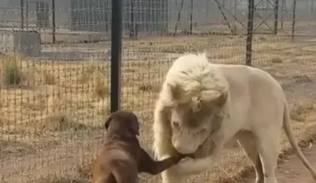 Video de un león que 'besa' la pata de un perro se vuelve viral
