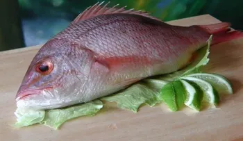 Comer pescado ayuda a la cicatrización rápida de heridas