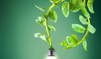 Holandés cosecha electricidad de plantas vivas para faroles eléctricos, Wi-Fi y móviles