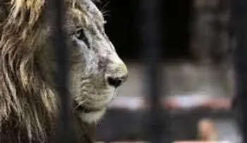 Murió Kivú, el único león de Costa Rica