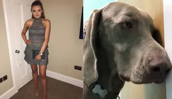 Grabó a su perro drogado por comer un cigarrillo de marihuana