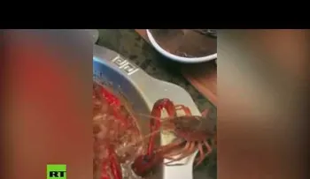 Un langostino se extirpa una tenaza en un desesperado intento por no ser cocinado vivo