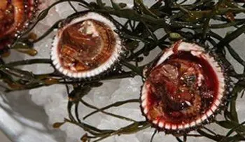Pez globo, bayas de saúco, anacardo crudo, yuca, almejas de sangre: matan, pero la gente sigue comiendo 