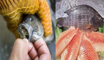 Expertos en salud advierten a las personas que dejen de comer tilapia