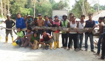 Foto: Capturan en Malasia la pitón más grande del mundo