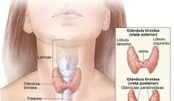 Los médicos nunca te dirán que la glándula tiroides se cura de esta forma