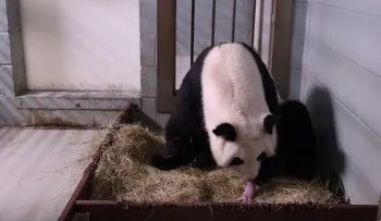 Así documenta Ami Vitale el pequeño milagro de rescatar al panda gigante en China