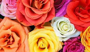 Cómo hacer un astringente facial de rosas