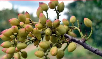 Agricultores franceses apuestan al pistacho por cambio climático