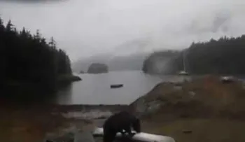¡Oye, no te comas mi kayak!: una joven le ruega a un oso que empiece a hibernar