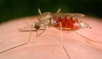 Epidemia de malaria podría llegar a 350 mil casos al finalizar 2016