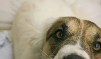 Sostener la mirada con nuestros perros ofrece beneficios para ambos