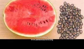 Hierve las semillas de sandia y luego tómala: los resultados serán INCREIBLES