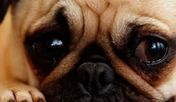 Conoce las señales de depresión en las mascotas  