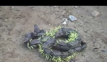 Una serpiente queda en malas condiciones tras atacar a un puercoespín