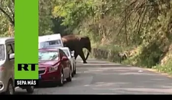 Un elefante fuera de control desata el pánico entre conductores
