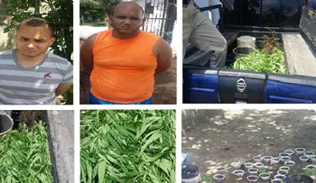 Desmantelan plantación de marihuana en sector de Santiago