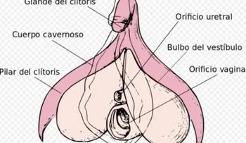 El orgasmo es una sensación especial y anhelada: Cómo funciona en las mujeres