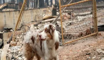 Lealtad sin condición: Este perrito esperó a sus dueños después de 1 mes que se quemara su casa