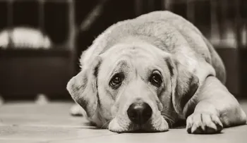 Ojo con la automedicación de tu perro; cómo saber si le duele algo? 