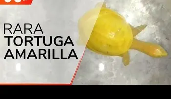 Capturan en la India una tortuga completamente amarilla, y esto dicen los expertos