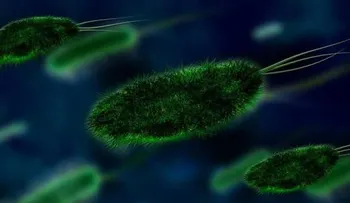  Un estudio reduce a 511 las especies de bacterias más abundantes en el suelo 
