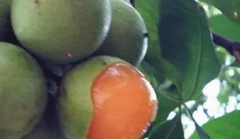 Conoce la fruta que cura el insomnio y el sistema nervioso en pocos minutos