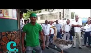 Un hombre y su ganso increíble llevan alegría con su show
