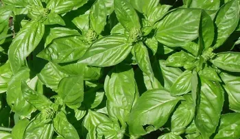 Poderoso Antioxidante natural para balancear el colesterol y destapar tus arterias