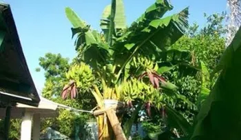 Un milagro de la naturaleza: Planta de guineo pare ocho racimos en Neyba