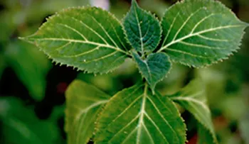 7 Mitos y verdades sobre la salvia y sus beneficios