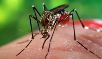 ¿Cómo evitar el contagio por chikungunya?